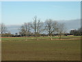 TL5061 : Winter trees in field by Low Fen Drove Way by Keith Edkins