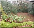 Common polypody, Busketts Wood