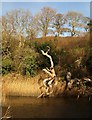 SX8258 : Dead boughs, Fleet valley tidal lagoon by Derek Harper