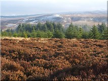 NS4280 : Moorland near the summit of Pappert Hill by Lairich Rig