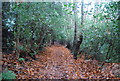 Footpath along the Southern edge of Brokes Wood