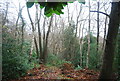 Coppiced trees in Brokes Wood