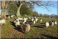 SO0357 : Sheep at Bryn by Graham Horn
