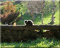 Churchyard cat, Heavitree