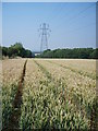 Northway Corn Field