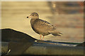 HU4643 : Glaucous Gull (Larus hyperboreus), Lerwick by Mike Pennington