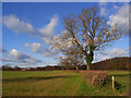 Farmland, Naphill