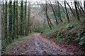 Path through the woods