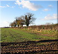 A field boundary hedge