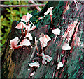 Mushrooms (Mycena spec) - seen beside the path
