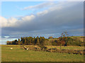 Pasture below High Shield