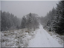 NY5281 : forest track in a blizzard by David Liddle