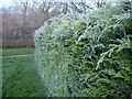 Frosty hedge, Bettws Cedewain