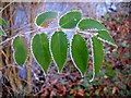 Rime on the leaves beside Bechan Brook