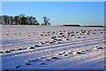 Moleholes in the Snow