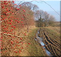 Rose hips and hedge side footpath