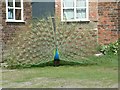 SD3605 : Peacock at Lydiate Hall Farm by Gerald England