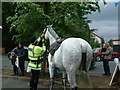 SJ9593 : Police Horse by Gerald England