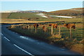 Highland Cattle near Loch of Kinnordy