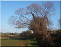 Large tree by footpath