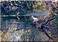 Little Egret