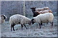 SU4827 : Butting sheep, St Catherine's Hill by Jim Champion