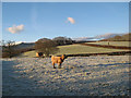 Frozen fields with cows