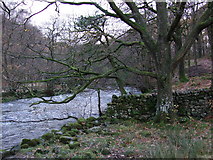NY3406 : River and woods between Grasmere and Rydal Water by Adie Jackson