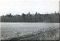 Newtyle & Glamis Railway embankment in Nethermill Wood