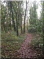 Pottery Woods, Turbary Common