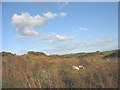 Sheep on rough grazing land east of Graig