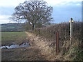 Footpath and field edge