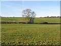 Water Meadows beside the River Weaver