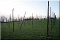 Hop Field near Friezingham Farm