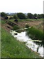 Cattle by Tetney Blow Wells