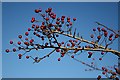 Hawthorn Berries against the Sky