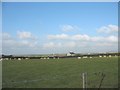 Sheep at Dyfria Farm