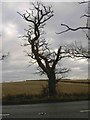 Scary trees alongside the Fosse Way (A429)