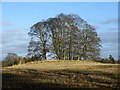 Clump of trees, Hirsel Country Park