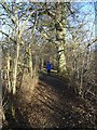 Lake Walk, Hirsel Country Park