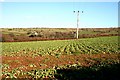 Swede Crop near Peekhill