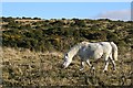 Grazing on Yennadon Down