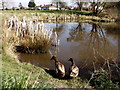 Duck pond at Sinton Green, near Hallow.