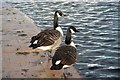 Canada Geese