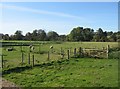 Grazing Sheep