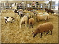 TL3451 : Indoor sheep pen by ad acta