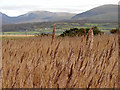 SH5626 : Reeds beside the footpath by Llanbedr Airfield by John Lucas