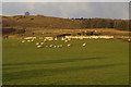 Rural Scene near West Mains of Dunnichen