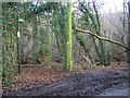 Footpath in Church Wood