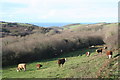 Pasture in the valley at Nanquidno